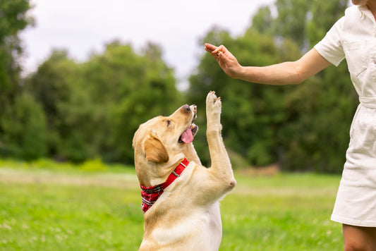 Salut à tous les amoureux des animaux!
