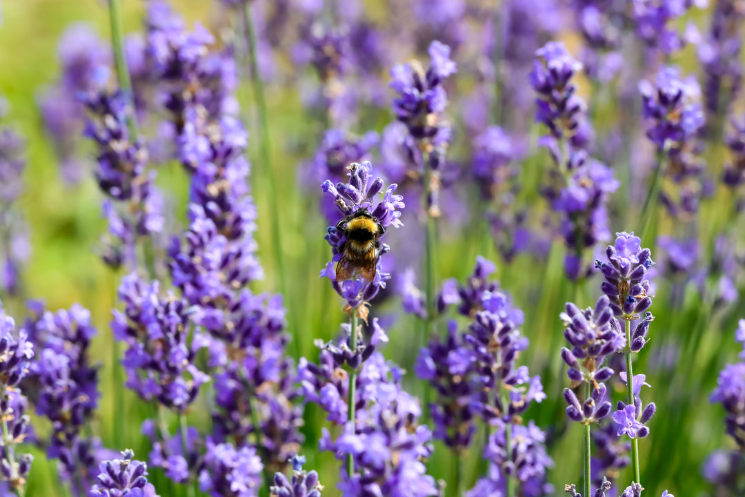 Les bienfaits des produits à la lavande pour votre bien-être 💜